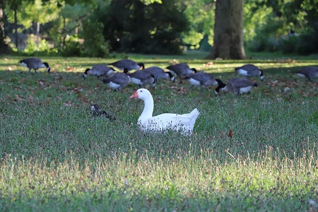 Le Bois de Vincennes : Votre Évasion Nature près de Gournay-sur-Marne